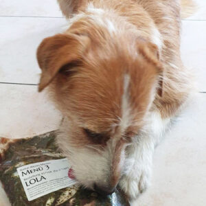 hund2